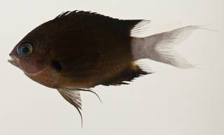 To NMNH Extant Collection (Chromis bami USNM 423371 photograph lateral view)