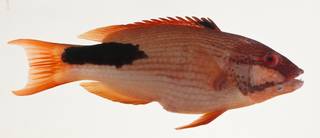 To NMNH Extant Collection (Bodianus bilunulatus USNM 424146 photograph lateral view)