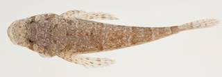 To NMNH Extant Collection (Thysanophrys chiltonae USNM 423407 photograph lateral view)