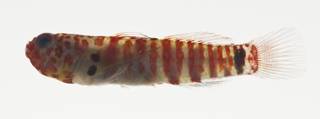 To NMNH Extant Collection (Eviota disrupta USNM 422866 photograph lateral view)