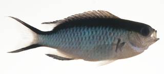 To NMNH Extant Collection (Pomachromis fuscidorsalis USNM 423444 photograph lateral view)