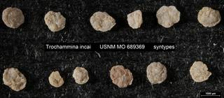 To NMNH Paleobiology Collection (Trochammina incai USNM MO 689369 syntypes bottom rows)