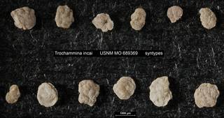 To NMNH Paleobiology Collection (Trochammina incai USNM MO 689369 syntypes top)