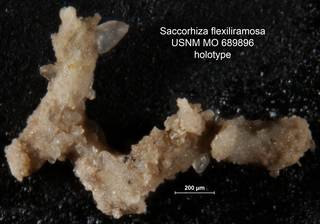 To NMNH Paleobiology Collection (Saccorhiza flexiliramosa USNM MO 689896 holotype)