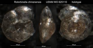 To NMNH Paleobiology Collection (Rotorbinella chinenensis USNM MO 625110 holotype)