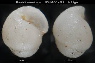 To NMNH Paleobiology Collection (Rotaliatina mexicana USNM CC 4329 holotype)