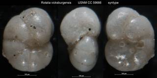 To NMNH Paleobiology Collection (Rotalia vicksburgensis USNM CC 59666 syntype left)