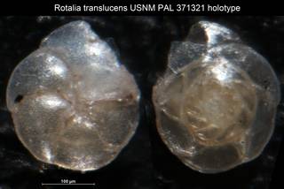 To NMNH Paleobiology Collection (Rotalia translucens USNM PAL 371321 holotype)