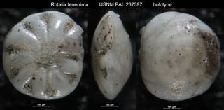 To NMNH Paleobiology Collection (Rotalia tenerrima USNM PAL 237397 holotype)