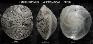 To NMNH Paleobiology Collection (Rotalia subcorpulenta USNM PAL 237395 holotype)