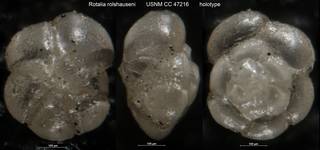 To NMNH Paleobiology Collection (Rotalia rolshauseni USNM CC 47216 holotype)