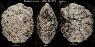 To NMNH Paleobiology Collection (Rotalia pinarensis USNM CC 48716 holotype)