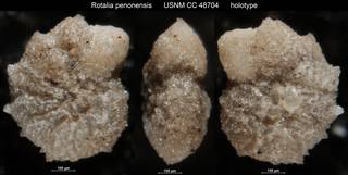 To NMNH Paleobiology Collection (Rotalia penonensis USNM CC 48704 holotype)