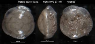 To NMNH Paleobiology Collection (Rotalia pauciloculata USNM PAL 371317 holotype)