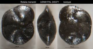 To NMNH Paleobiology Collection (Rotalia menardii USNM PAL 245371 neotype)