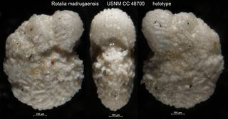To NMNH Paleobiology Collection (Rotalia madrugaensis USNM CC 48700 holotype)