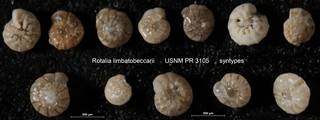 To NMNH Paleobiology Collection (Rotalia limbatobeccarii USNM PR 3105 syntypes)