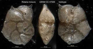 To NMNH Paleobiology Collection (Rotalia incisura USNM CC 47558 holotype)