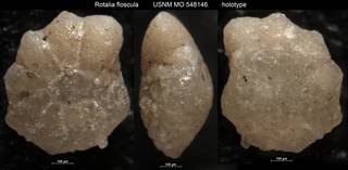 To NMNH Paleobiology Collection (Rotalia floscula USNM MO 548146 holotype)