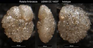 To NMNH Paleobiology Collection (Rotalia fimbriatula USNM CC 14037 holotype)