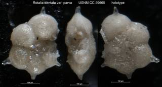 To NMNH Paleobiology Collection (Rotalia dentata var. parva USNM CC 59665 holotype)