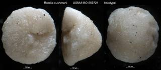 To NMNH Paleobiology Collection (Rotalia cushmani USNM MO 559721 holotype)