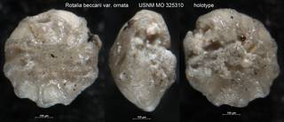 To NMNH Paleobiology Collection (Rotalia beccarii var. ornata USNM MO 325310 holotype)