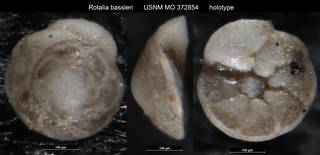 To NMNH Paleobiology Collection (Rotalia bassleri USNM MO 372854 holotype)