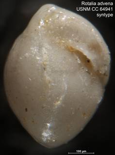 To NMNH Paleobiology Collection (Rotalia advena USNM CC 64941 syntype)