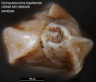To NMNH Paleobiology Collection (Quinqueloculina kapitiensis USNM MO 689248 paratype 2)