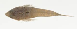 To NMNH Extant Collection (Diplogrammus goramensis USNM 422915 photograph dorsal view)