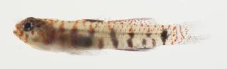 To NMNH Extant Collection (Eviota USNM 422926 photograph lateral view)