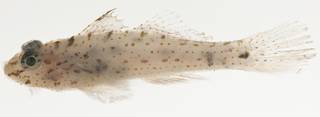 To NMNH Extant Collection (Fusigobius neophytus USNM 423333 photograph lateral view)