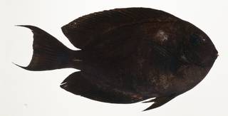 To NMNH Extant Collection (Acanthurus nubilus USNM 424148 photograph lateral view)