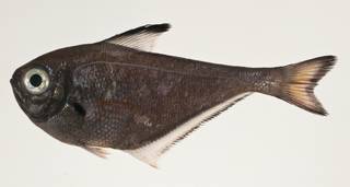 To NMNH Extant Collection (Pempheris USNM 424172 photograph lateral view)
