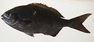 To NMNH Extant Collection (Kyphosus pacificus USNM 423449 photograph lateral view)