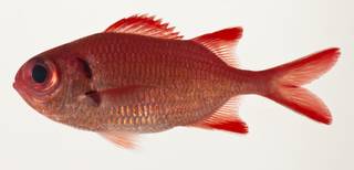 To NMNH Extant Collection (Myripristis pralinia USNM 424095 photograph lateral view)