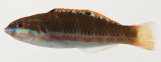 To NMNH Extant Collection (Thalassoma purpureum USNM 423238 photograph lateral view)