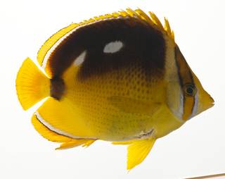 To NMNH Extant Collection (Chaetodon quadrimaculatus USNM 424177 photograph lateral view)
