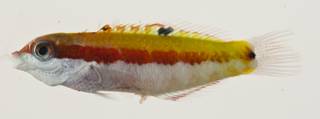 To NMNH Extant Collection (Thalassoma quinquevittatum USNM 422892 photograph lateral view)
