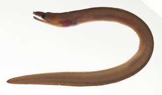 To NMNH Extant Collection (Enchelycore schismatorhynchus USNM 423413 photograph lateral view)