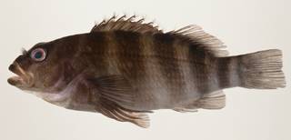 To NMNH Extant Collection (Isocirrhitus sexfasciatus USNM 424074 photograph lateral view)