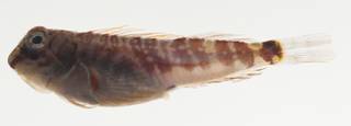 To NMNH Extant Collection (Stanulus seychellensis USNM 423313 photograph lateral view)