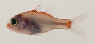 To NMNH Extant Collection (Apogon susanae USNM 423246 photograph lateral view)