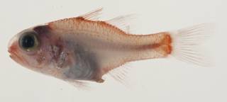 To NMNH Extant Collection (Apogon susanae USNM 423256 photograph lateral view)