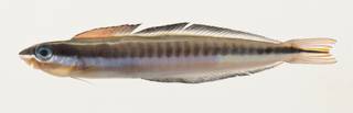 To NMNH Extant Collection (Plagiotremus tapeinosoma USNM 423237 photograph lateral view)