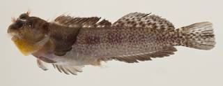 To NMNH Extant Collection (Entomacrodus thalassinus USNM 424040 photograph lateral view)
