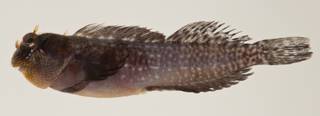 To NMNH Extant Collection (Entomacrodus thalassinus USNM 424079 photograph lateral view)