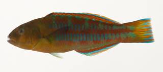 To NMNH Extant Collection (Thalassoma trilobatum USNM 424103 photograph lateral view)
