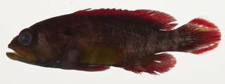 To NMNH Extant Collection (Cephalopholis urodeta USNM 422981 photograph lateral view)